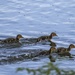 Ducklings chasing flies by shepherdmanswife