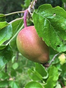 5th Jul 2022 - New apples