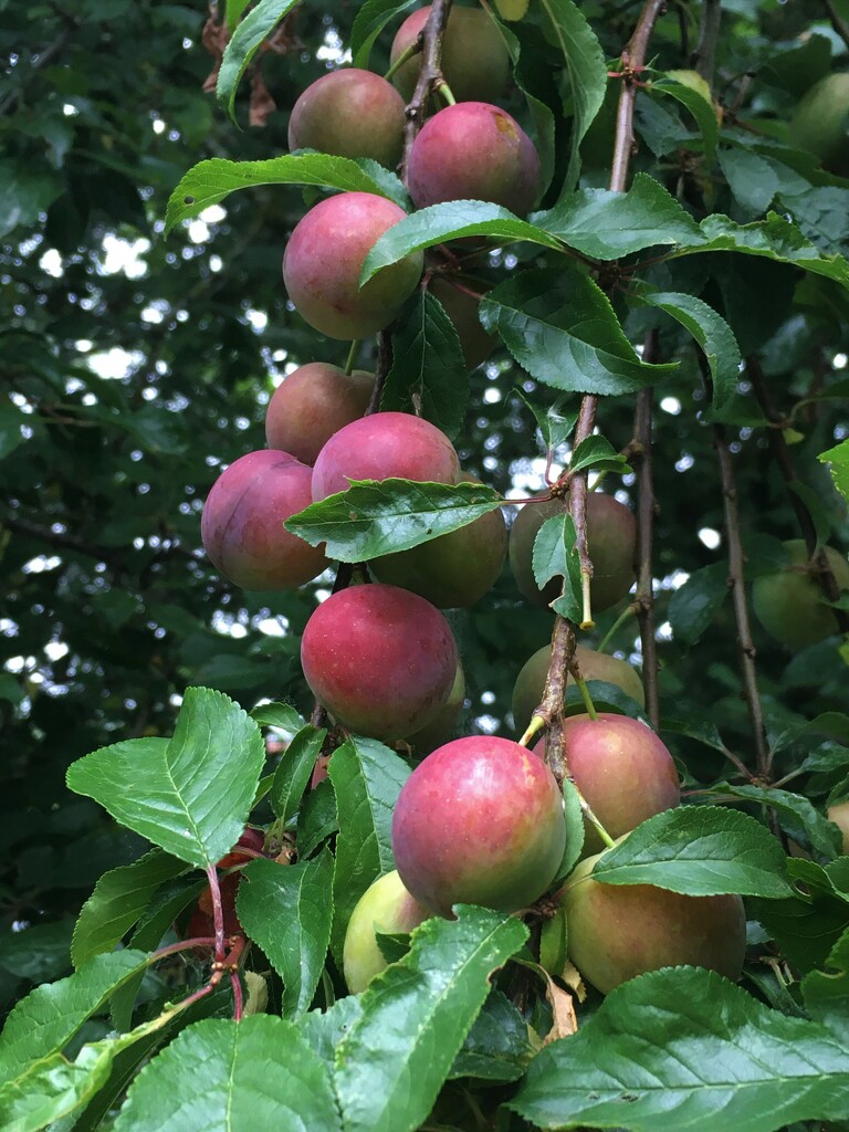 More new apples! by 365anne