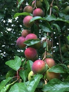 6th Jul 2022 - More new apples!