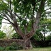 Tree Trunk by g3xbm