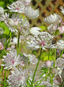 27th Jun 2022 - Astrantia Major