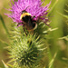 Bumbling Bee by shepherdman