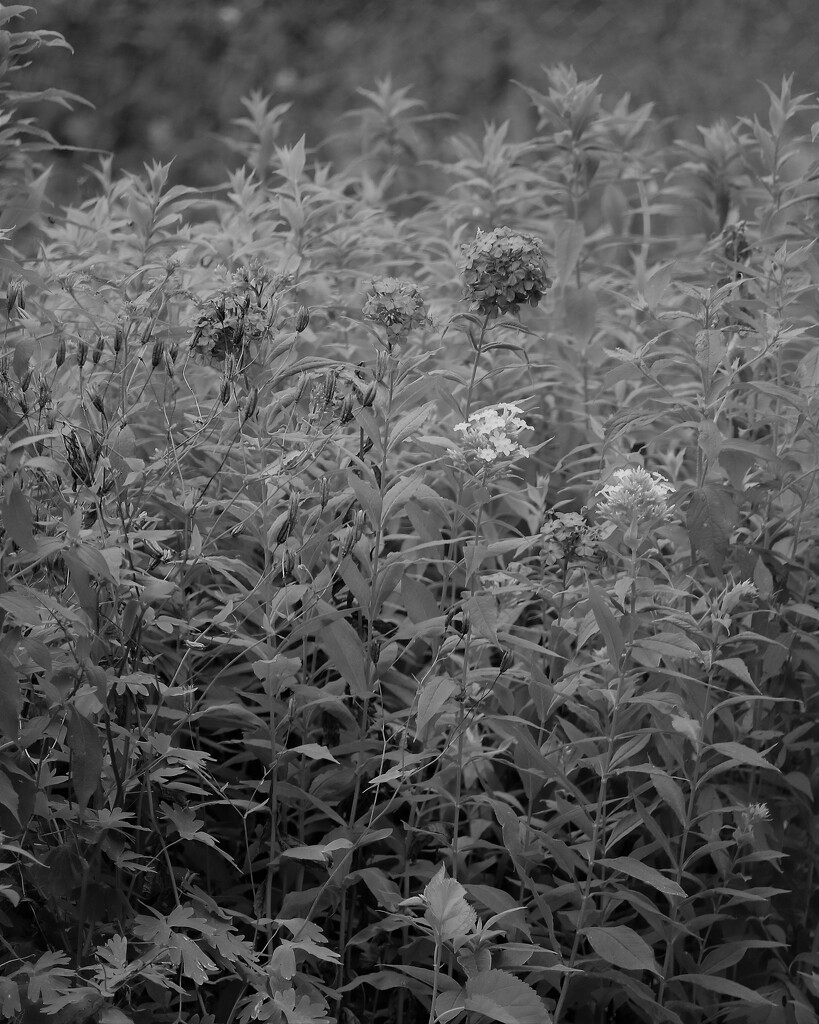 July 7: Garden Phlox by daisymiller