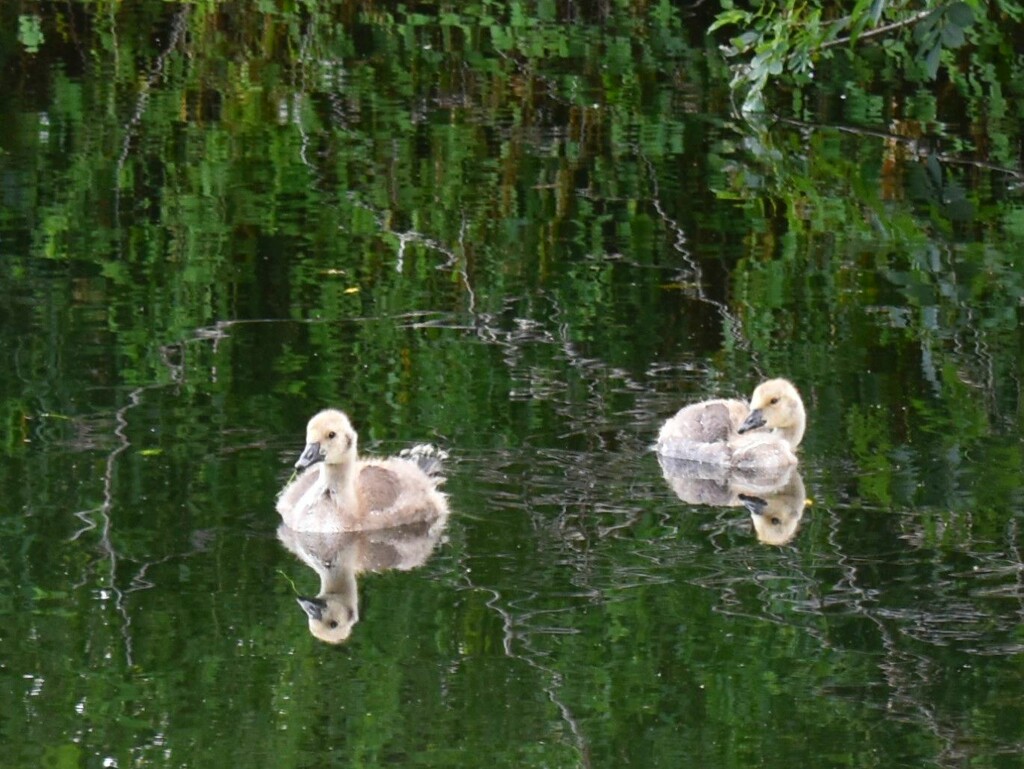 Duckling reflections by anitaw