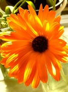 7th Jul 2022 - Sunshine on a Calendula flower.