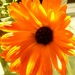 Sunshine on a Calendula flower. by grace55