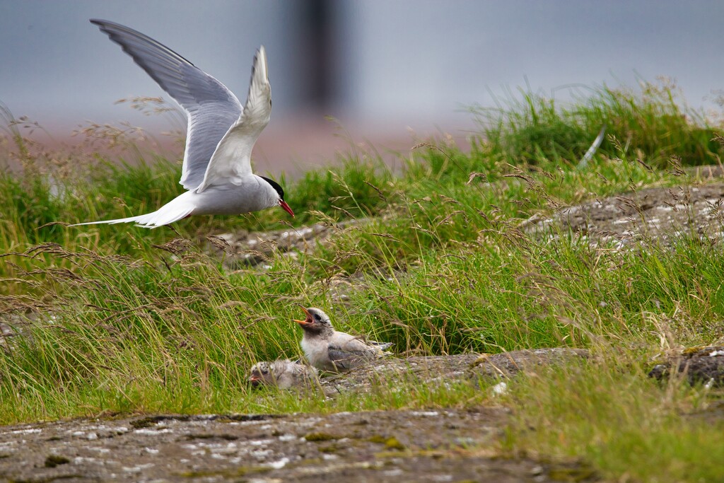 Arctic tern by okvalle