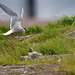 Arctic tern by okvalle