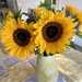 So many Sunflowers! by bigmxx