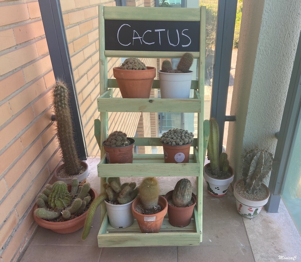 Cacti by monicac