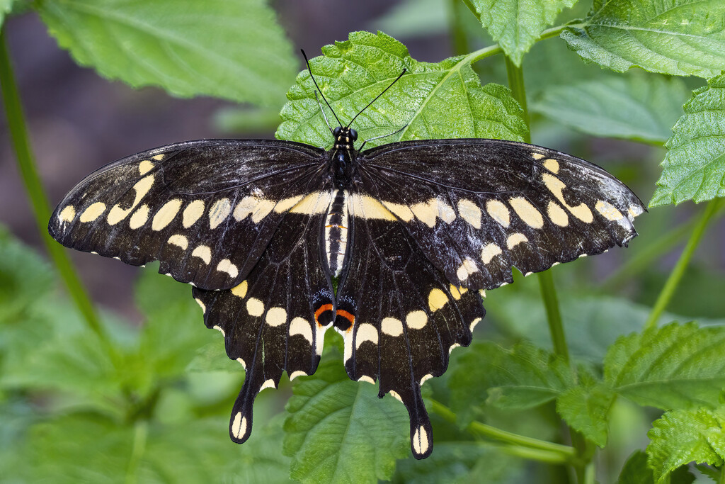 Eastern Giant Swallowtail by k9photo