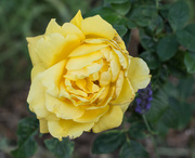 7th Jul 2022 - Golden rose