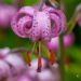 Martagon lily by elisasaeter