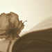 A faded rose from days gone by.. by jayberg