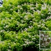 Catalpa bignonioides ,  Groene trompetboom by pyrrhula