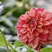 Another Dahlia by carole_sandford