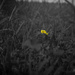 Yellow flower by randystreat