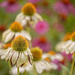 Coneflowers by lstasel