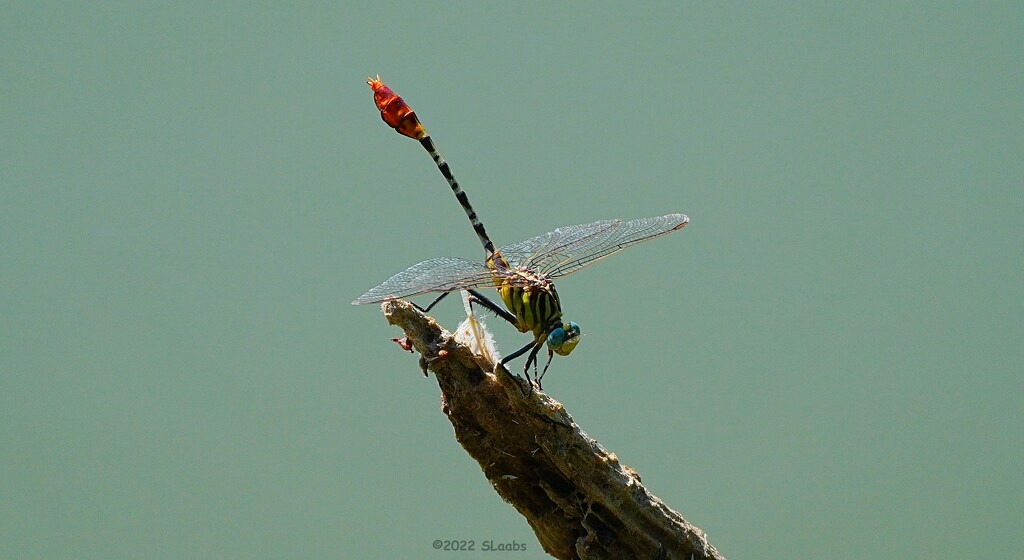 187-365 dragonfly by slaabs