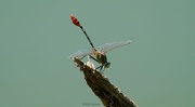7th Jul 2022 - 187-365 dragonfly