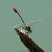 187-365 dragonfly by slaabs
