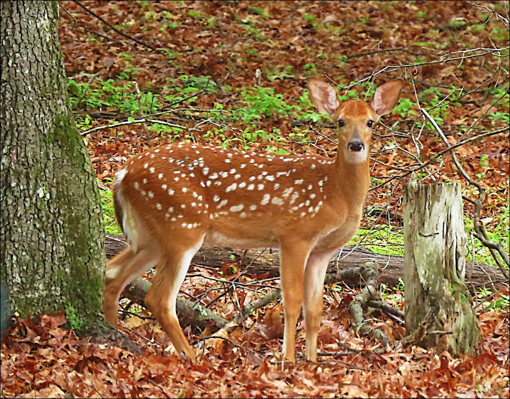 A Little Fawn in the Woods by olivetreeann