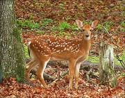 25th Jun 2022 - A Little Fawn in the Woods