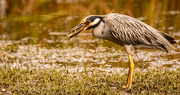7th Jul 2022 - Yellow Crowned Night Heron Wth Lunch!