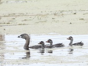 7th Jul 2022 - Pied-billed grebes