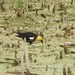 Yellow-headed blackbird by amyk