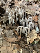 2nd Jul 2022 - indian pipes