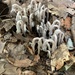 indian pipes by wiesnerbeth
