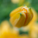 A lily bud by haskar