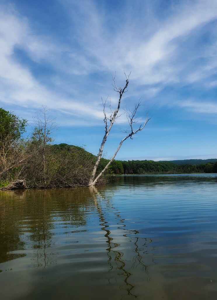 kingfisher tree by edorreandresen