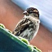 The sparrow by stuart46