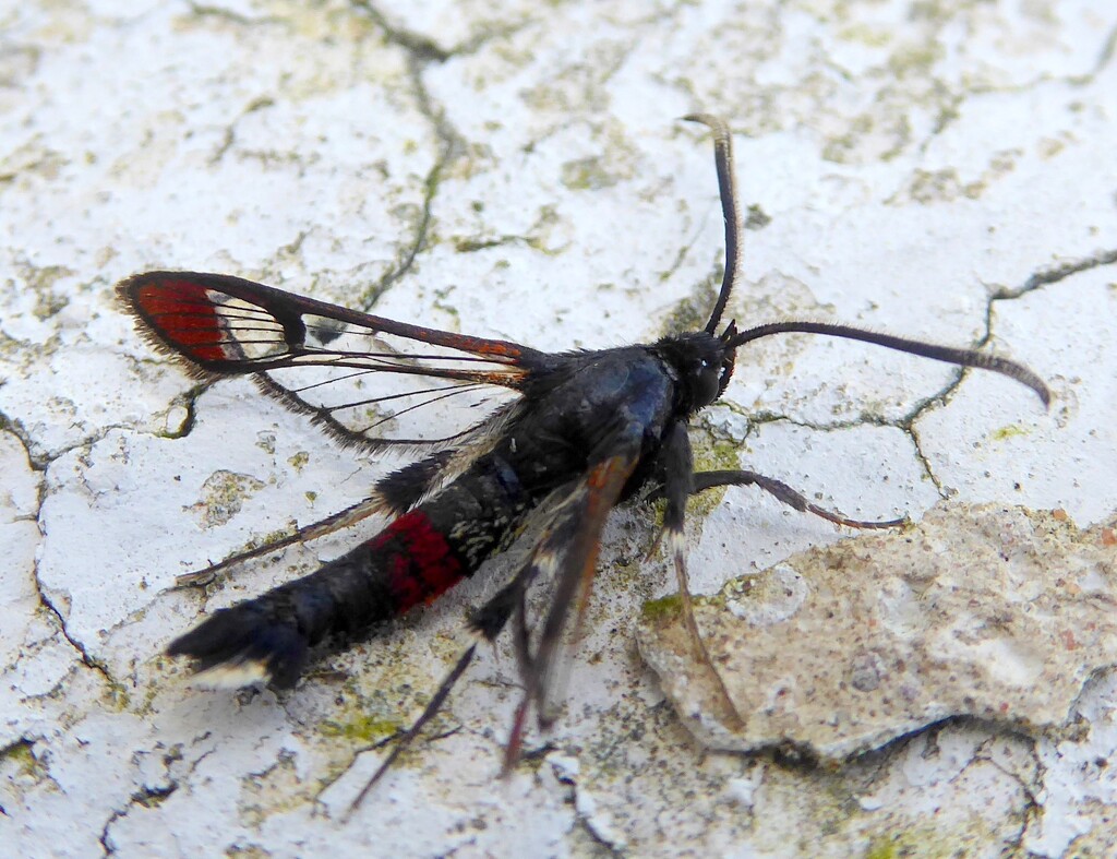 Red Tipped Clearwing by steveandkerry