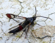 8th Jul 2022 - Red Tipped Clearwing