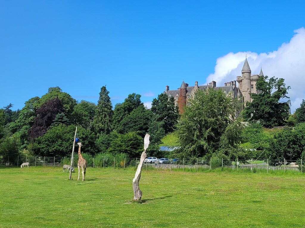 Giraffe at Blair Drummond by clearday
