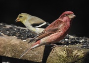 1st Apr 2022 - Finches