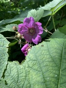 3rd Jul 2022 - purple-flowering raspberry