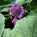 purple-flowering raspberry by wiesnerbeth