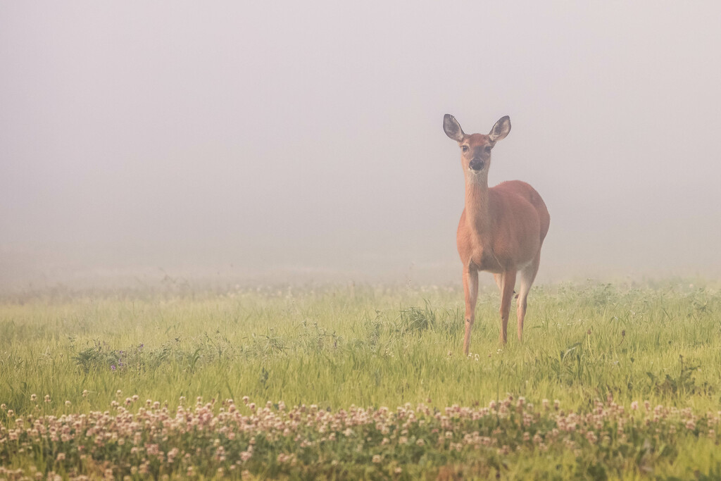 Deer in the fog by pamalama