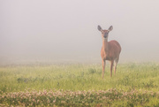 7th Jul 2022 - Deer in the fog