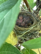 6th Jul 2022 - baby sparrows