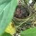 baby sparrows by wiesnerbeth