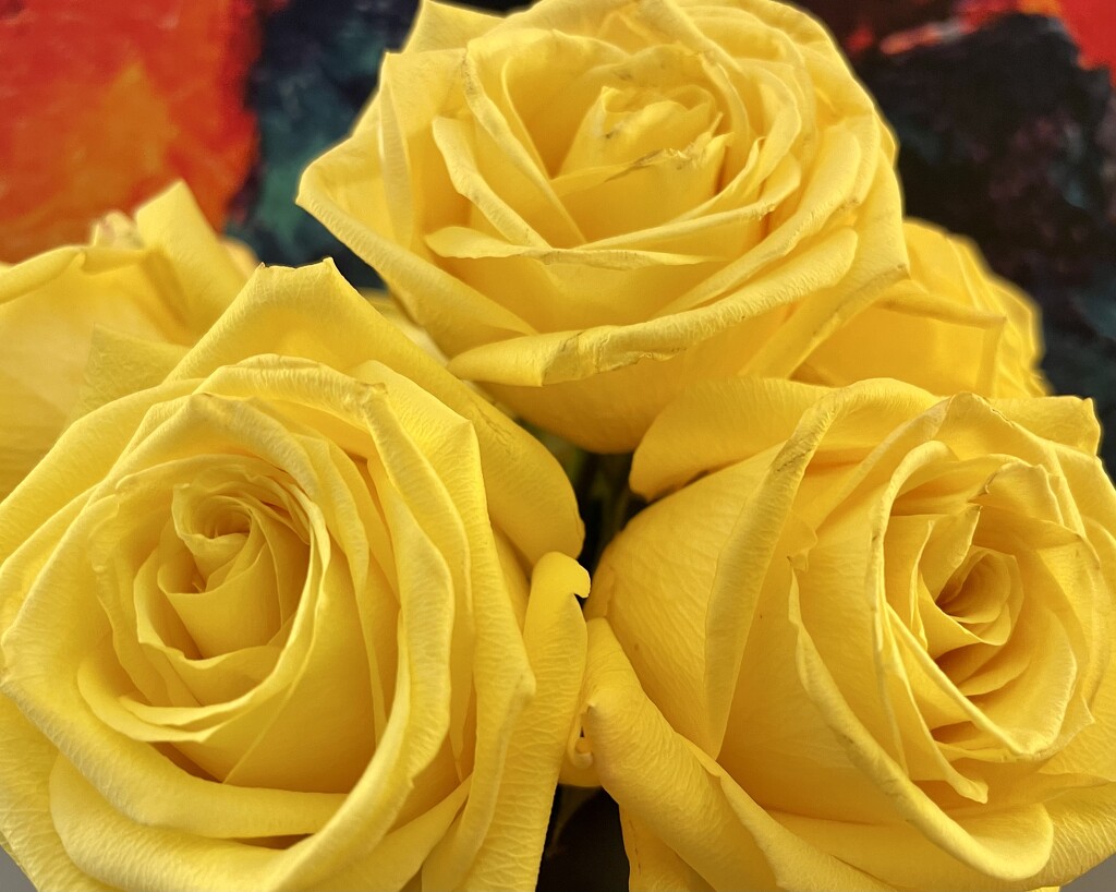 Yellow Roses  by lisaconrad