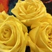 Yellow Roses  by lisaconrad