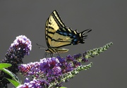 8th Jul 2022 - On our Butterfly Bush this Morning