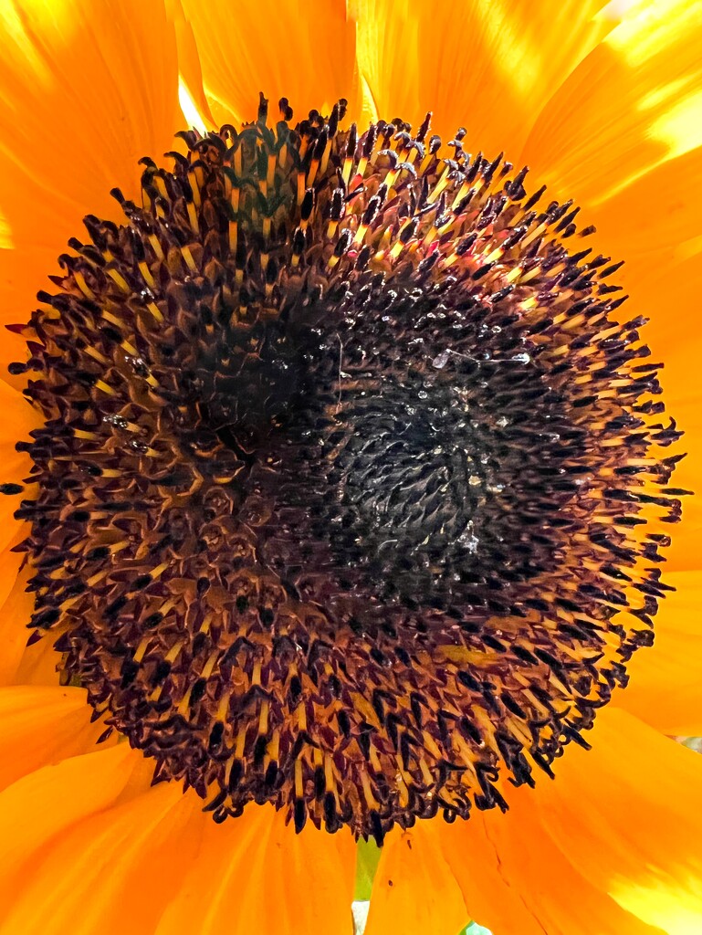 Sunflower by shutterbug49